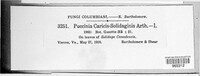 Puccinia caricis-solidaginis image